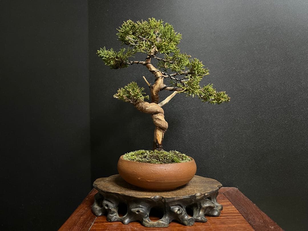 真柏盆栽 糸魚川真柏 文人 捻転シャリ幹 小品盆栽 樹高20cm - メルカリ