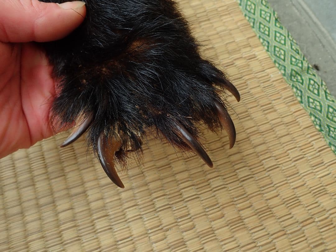 ツキノワグマ 毛皮 - メルカリ