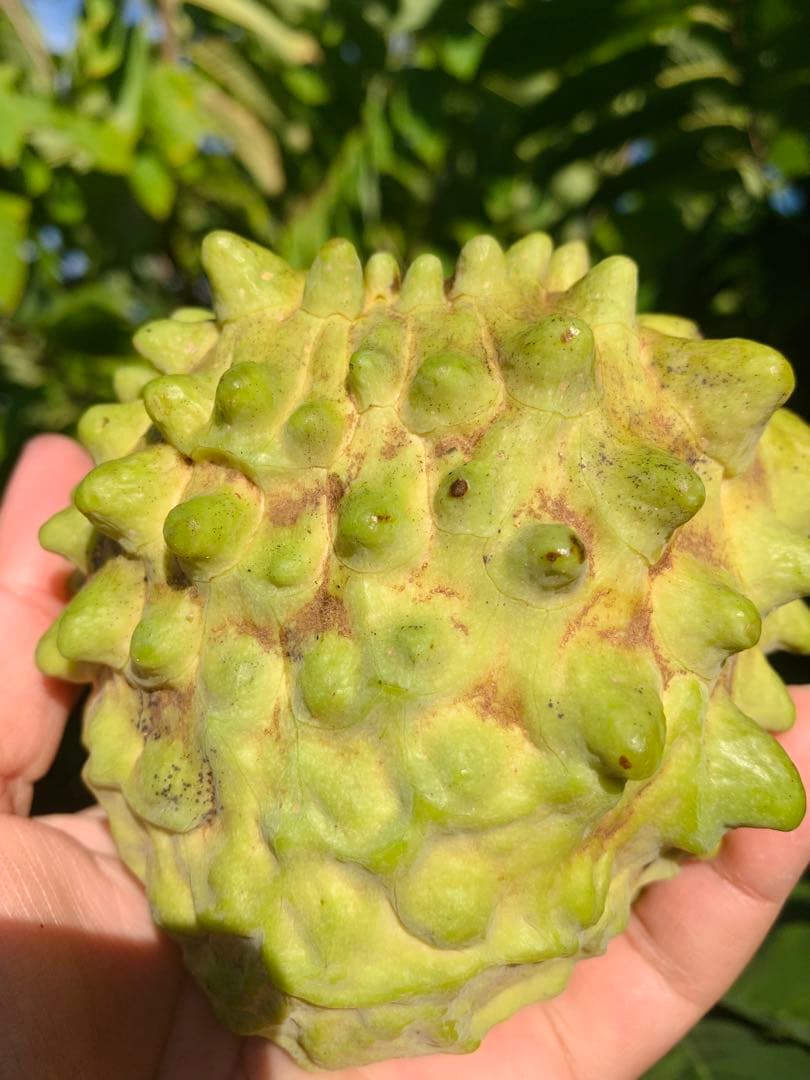 アテモヤ接木苗木 釋迦果 シャカトウ 森のアイスクリーム 鳳梨釋迦