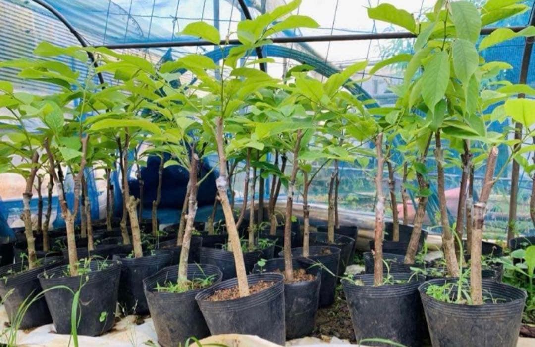 アテモヤ接木苗木 釋迦果 シャカトウ 森のアイスクリーム 鳳梨釋迦