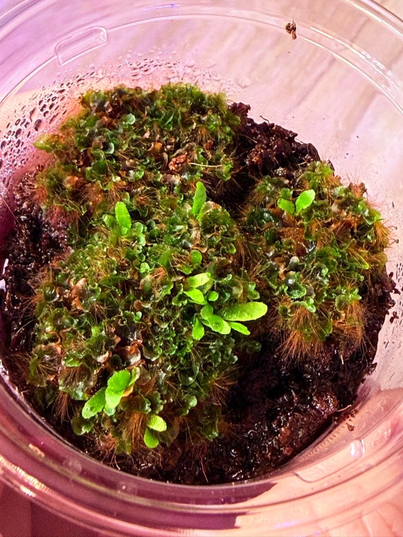 ビカクシダ　Yellow moon dwarf \"EXP\"胞子培養前葉体A