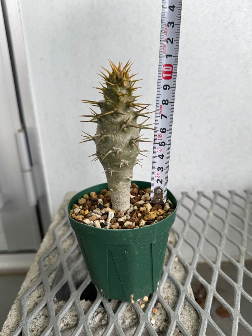 トーマス ギラウミニアナ種子 35粒 トーマス ギラウミニアナ種子 35粒