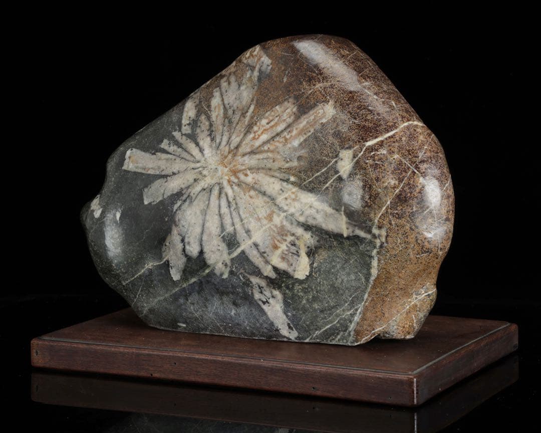 h*o様 菊花石 サバ菊 一輪 紋石 台座付 4.1kg 鑑賞石 自然石 原石