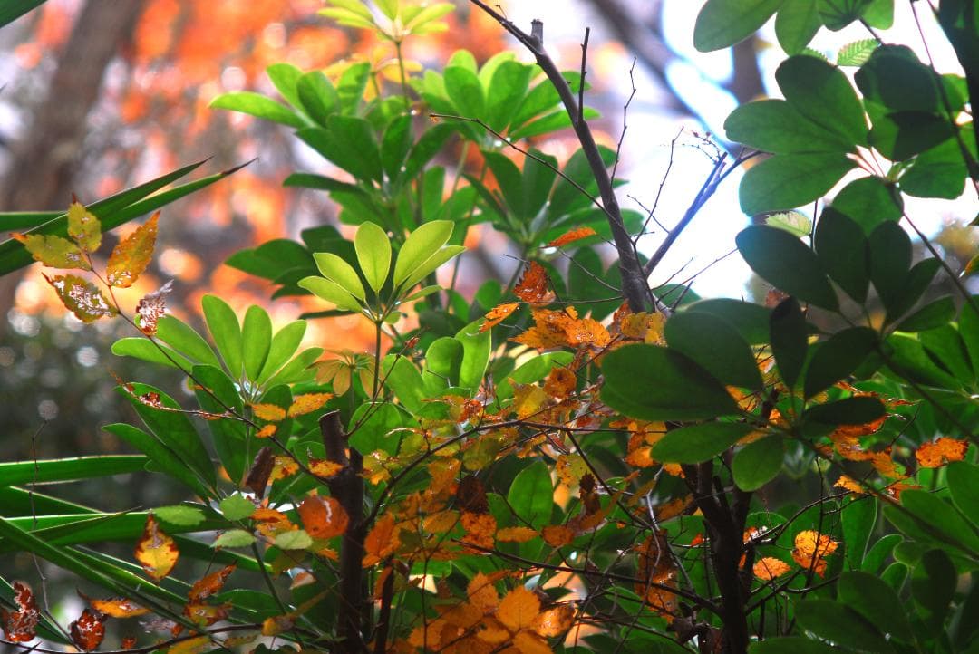 希少レンズ★NikonZoom-NIKOR AutoAi改f=50～３００mm