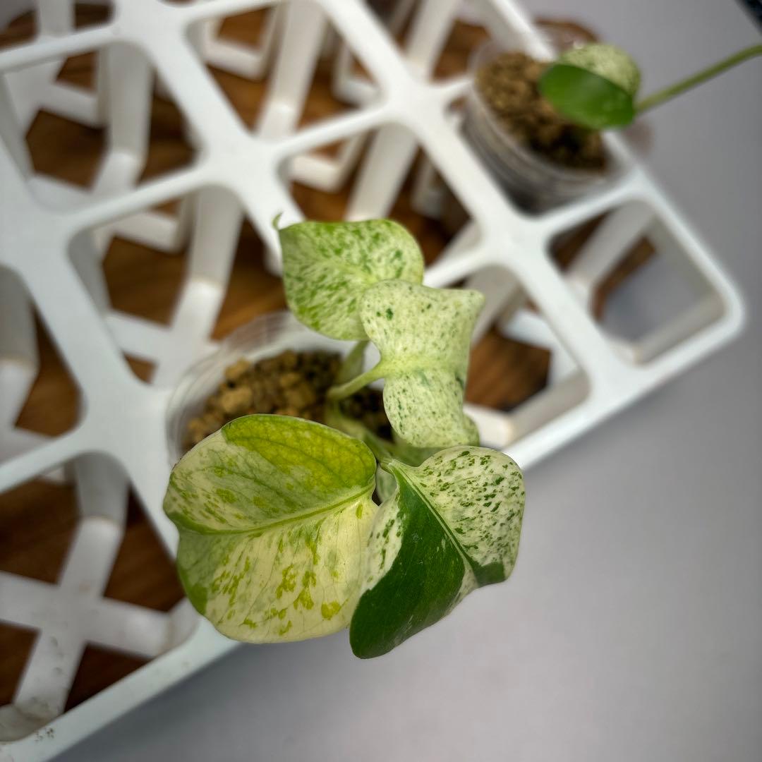 ペ*シ様 5株セットms10【特別選抜】ホワイトモンスター／天津蘭