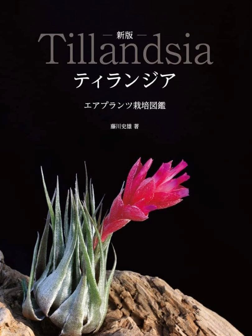 チランジア カウツキー カウツキー氏由来 (エアプランツ図鑑 表紙の