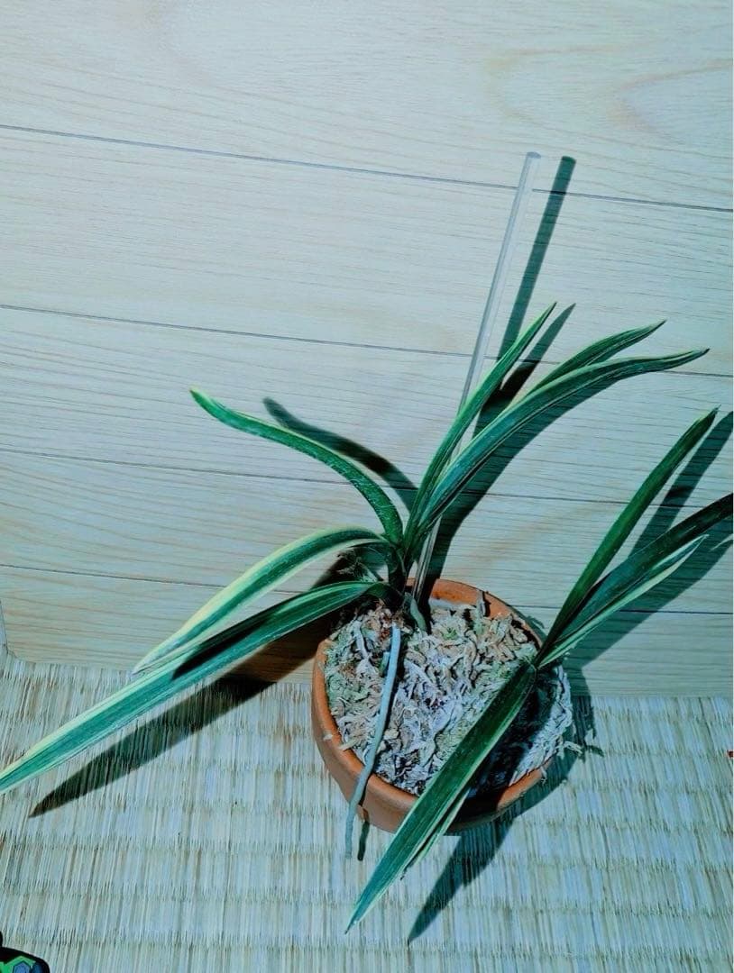 迎春特別出品】富貴蘭「湖東錦」斑入り