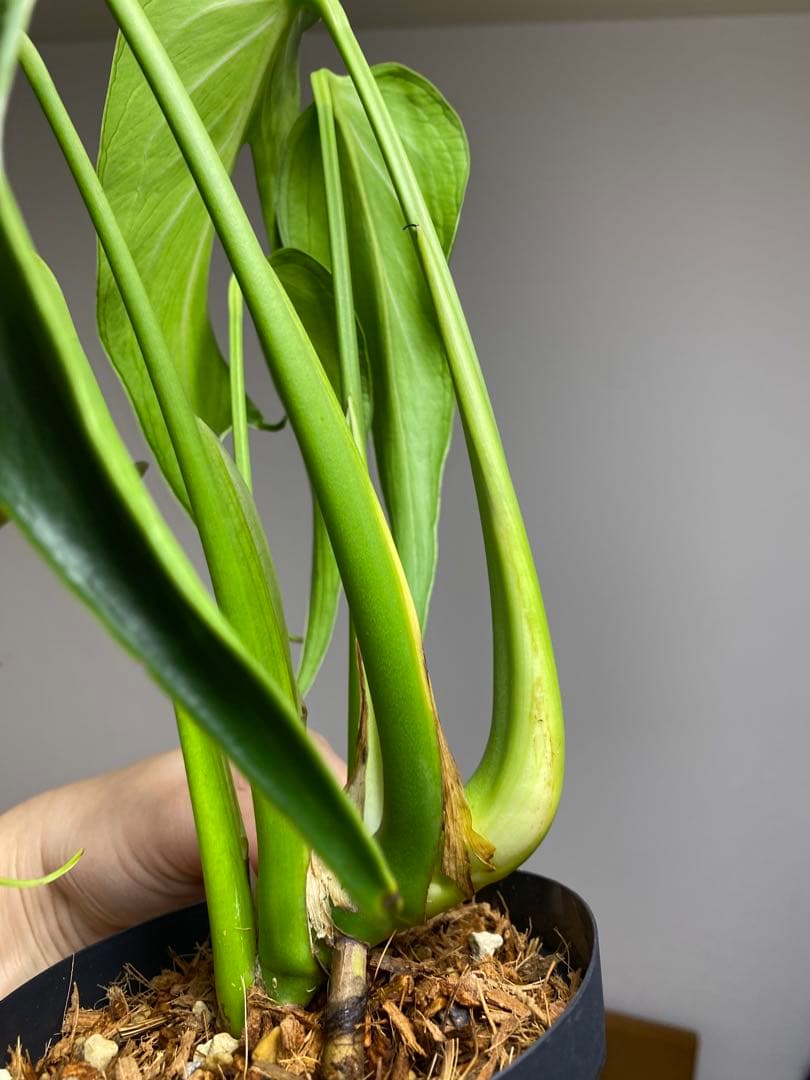 棚整理セール‼️】モンステラ バールマルクス 希少 レア 人気