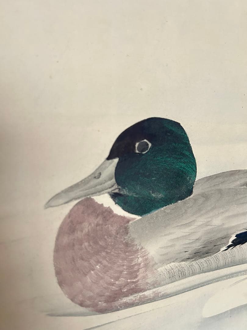 江戸時代 森徹山 真筆 水中鴨 掛軸 共箱付 茶掛 索丸山応挙 - メルカリ