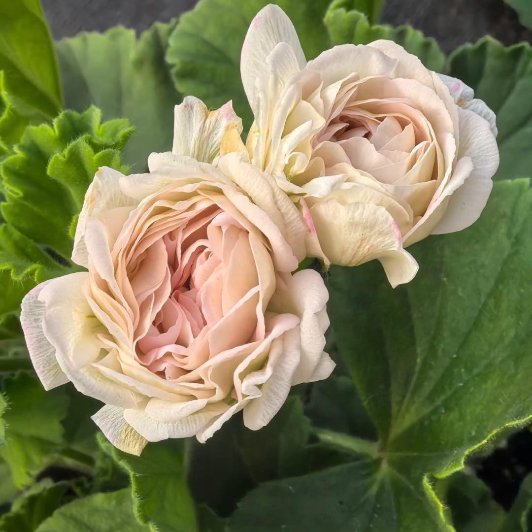 蕾2つローズ八重咲きゼラニウム 希少品種ゼラニウム レア品種