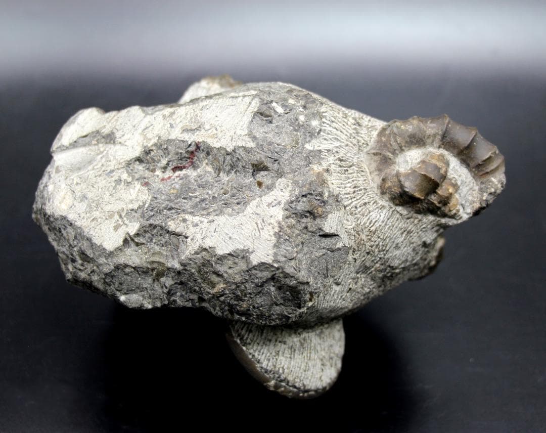 限定値下げ中】博物館級 異常巻 アンモナイト 7化石密集 アイノセラス