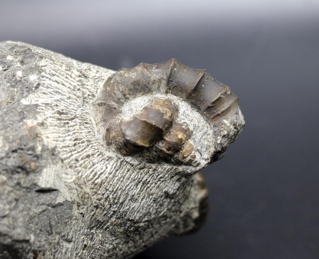 限定値下げ中】博物館級 異常巻 アンモナイト 7化石密集 アイノセラス