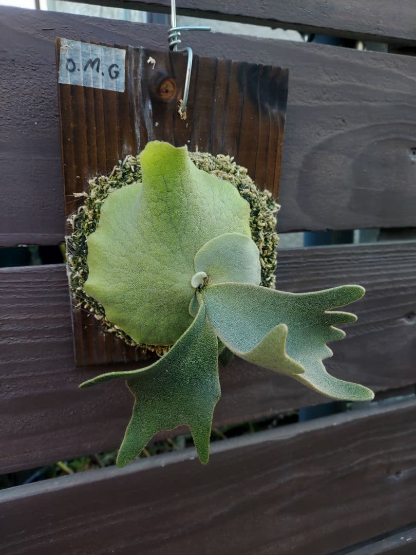 ドワーフ4株セット　胞子培養　ビカクシダ　コウモリラン ビカクシダ胞子培養したら何株とれる？