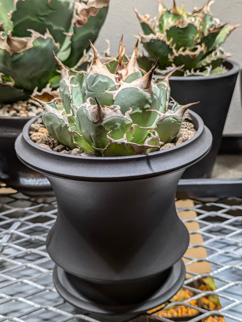 アガベ オアハカ ポルトラーノ 現地ナーセリーからの輸入株 検