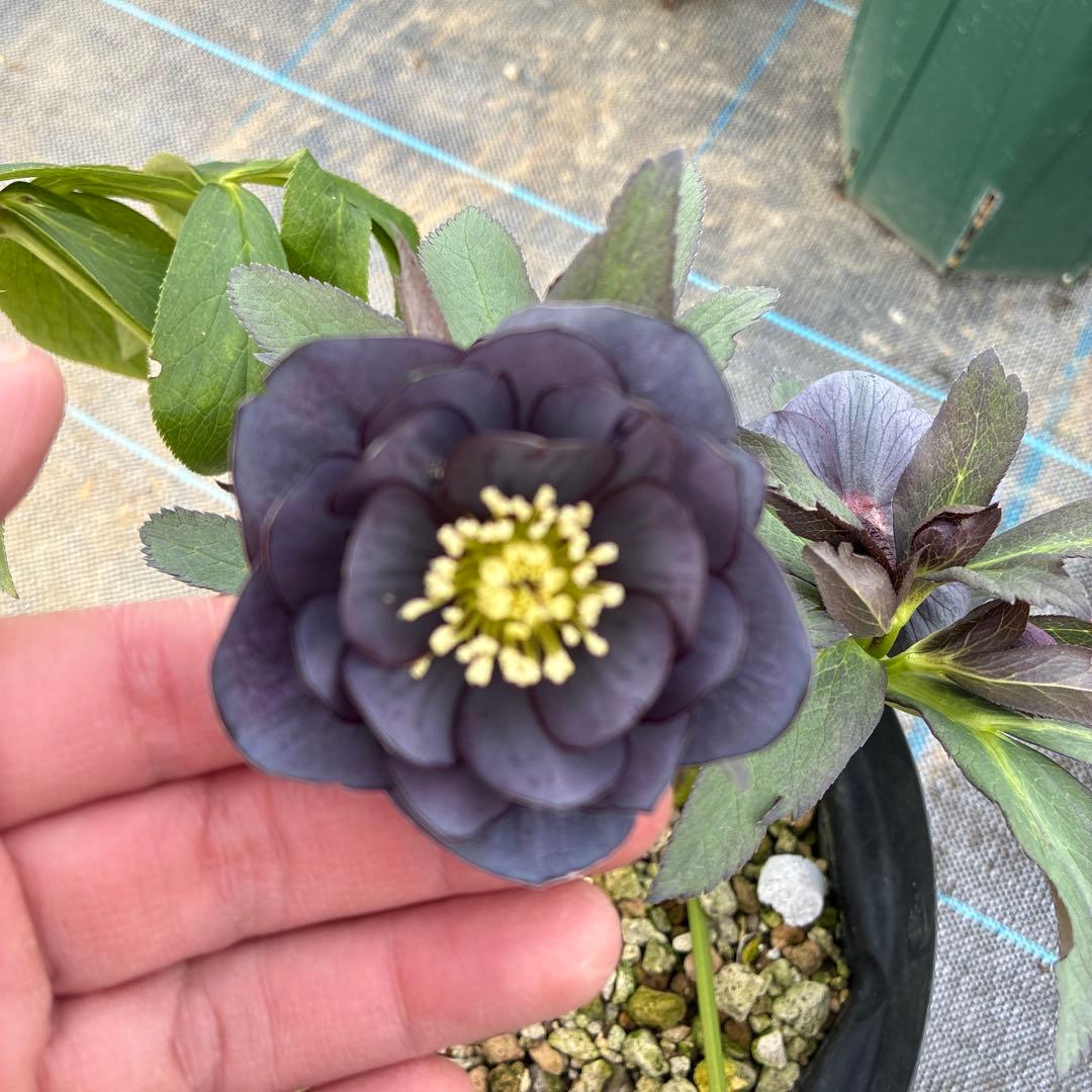 クリスマスローズ スモーキーブルー 木口交配 実生 希少 6寸 - メルカリ