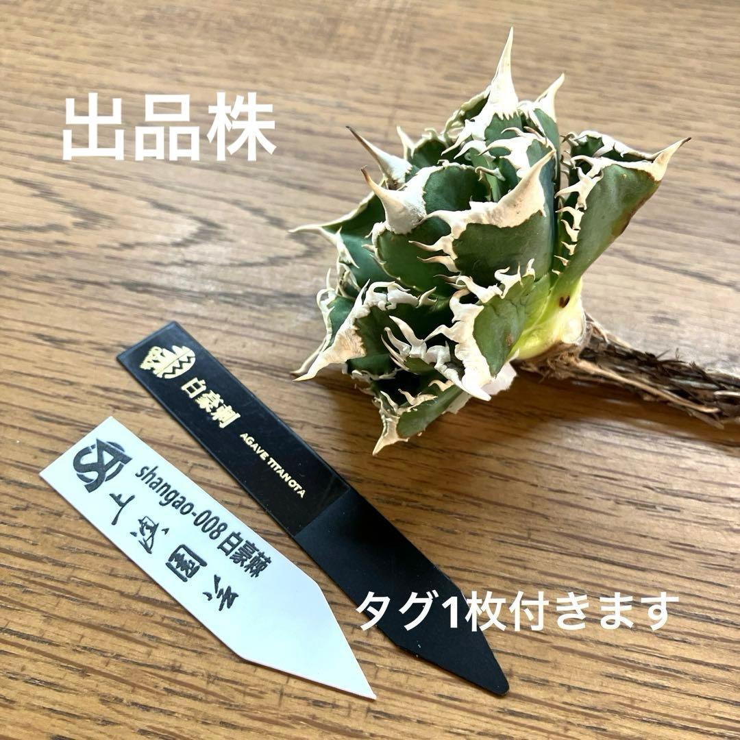 オークション】13 ラスト1株 優秀 アガべ 白豪刺 白豪棘 TC 訳あり