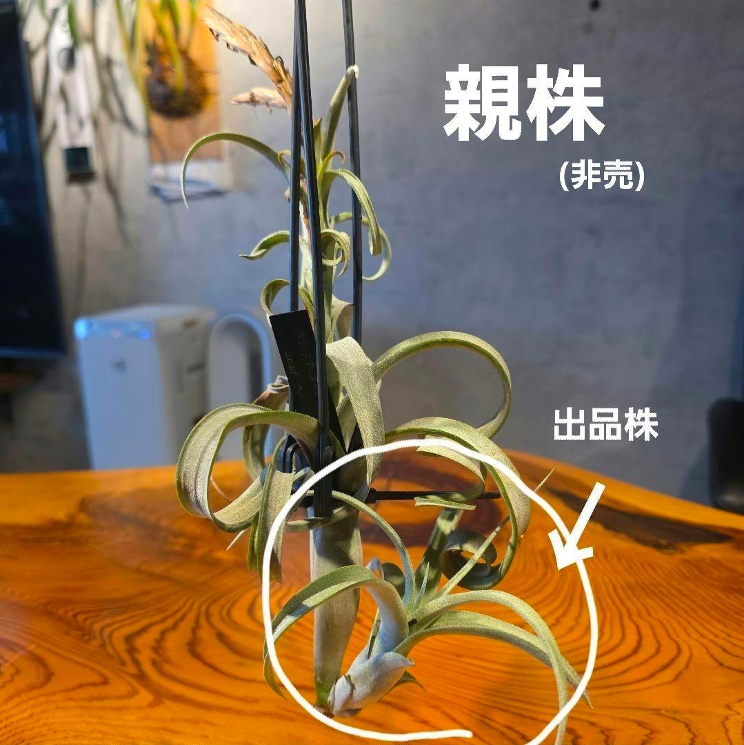珍品！親株はヴィヴィパラ 希少 チランジア エアープランツ【カーリー
