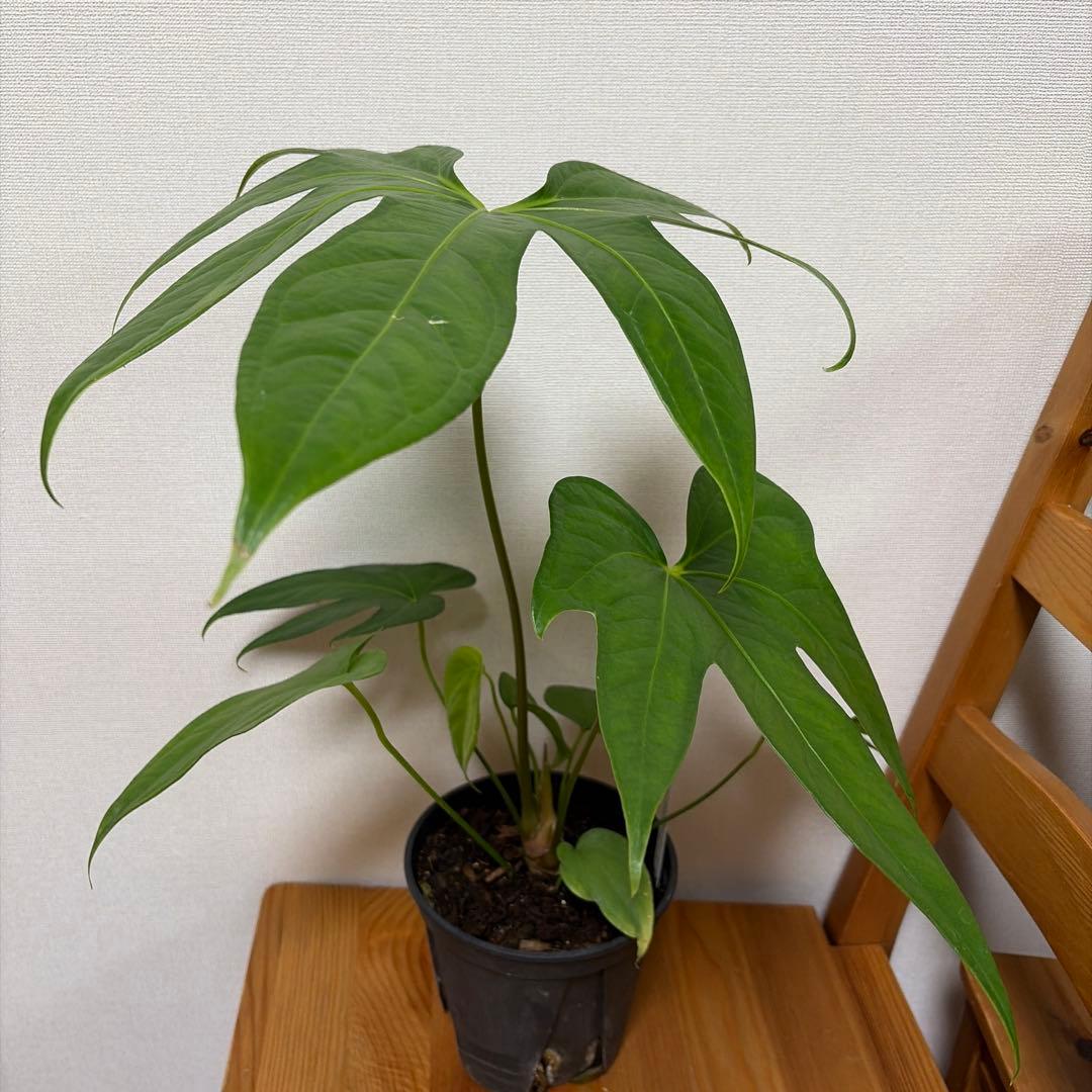 アンスリウム ペダトラディアツム 5号＊ - メルカリ