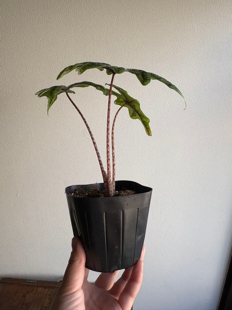 Grace【コメ無/即購入/無言OK】様 3点 おまとめ