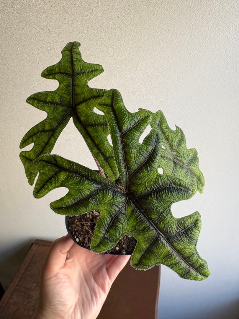 Grace【コメ無/即購入/無言OK】様 3点 おまとめ