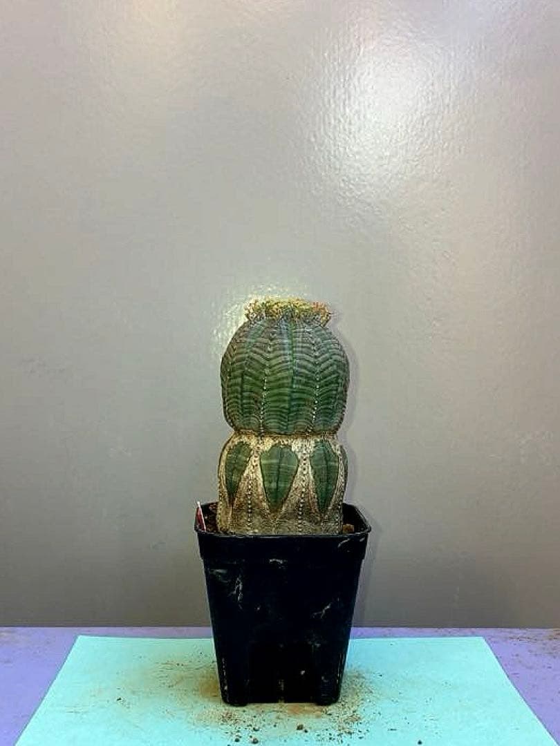 《2.5号WR》ユーフォルビア　オールドオベサ　雌株