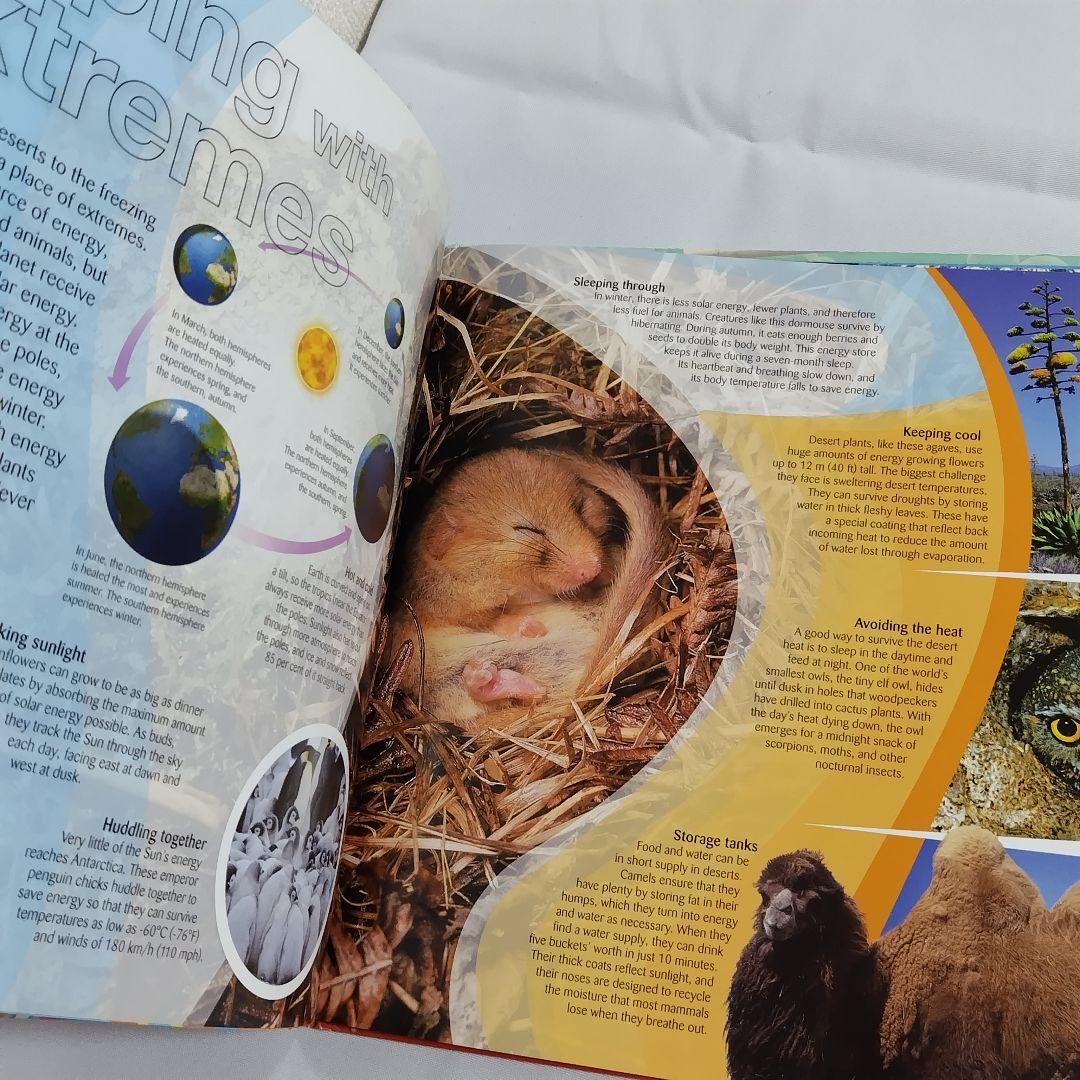 Usborne シリーズ 洋書 Usborne シリーズ 洋書