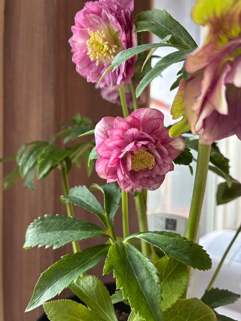 SALE‼︎ 大幅値下げ 広瀬園芸さん 小輪多弁充実株 - メルカリ