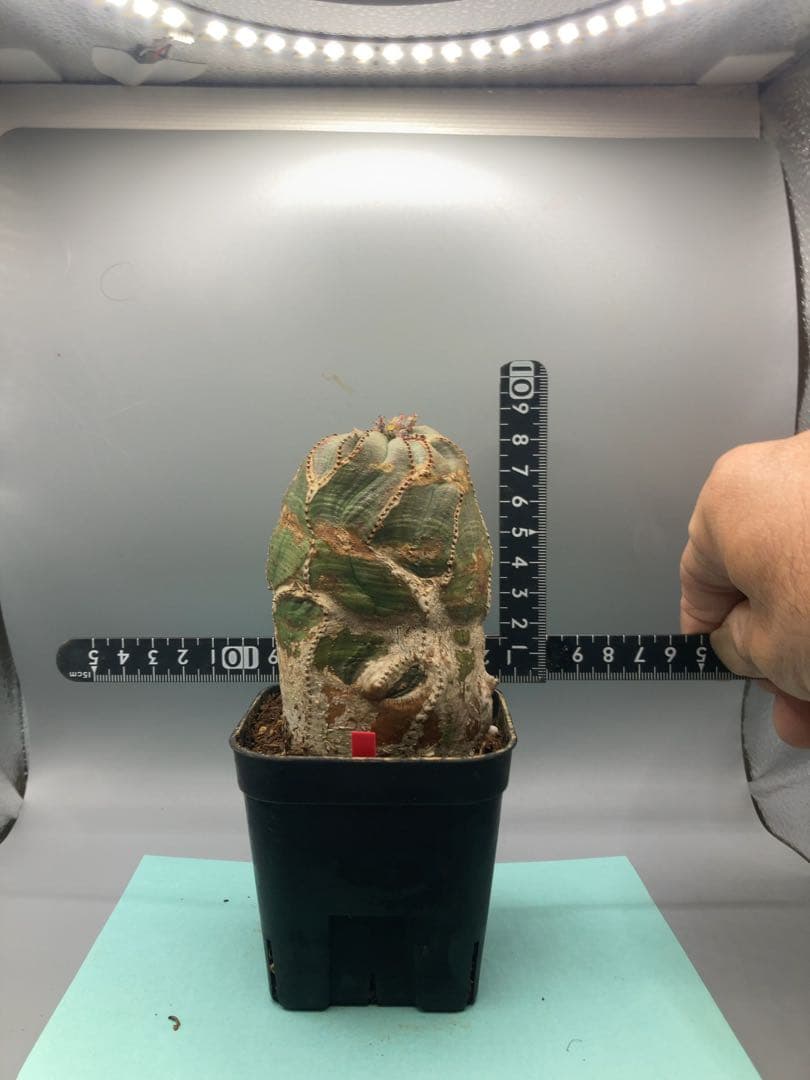 《3号R》ユーフォルビア　オールド　オベサ　雌株