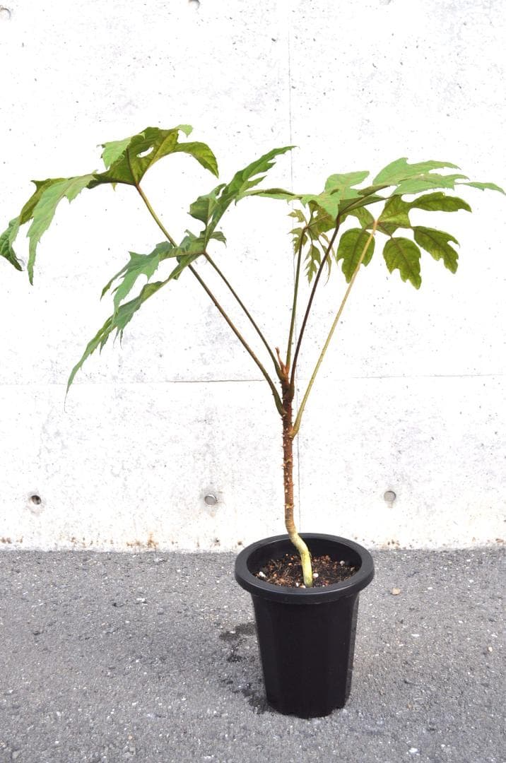 トレベシア 100cm 8号