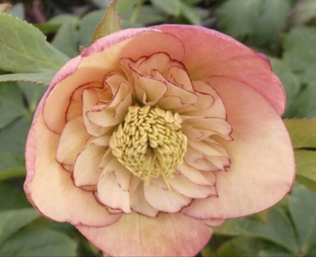 クリスマスローズ 超充実株 ＆ 大木ナーサリー4号鉢