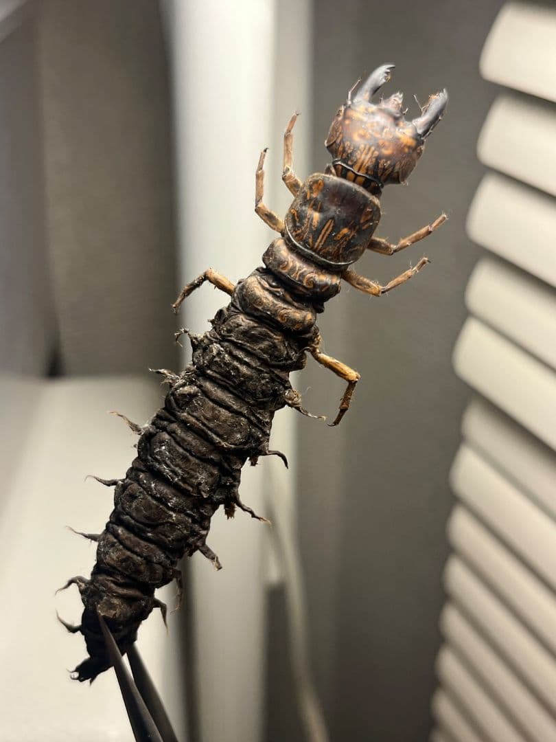 ゴライアストリバネアゲハ 亜種samson 西イリアンarfak mt産