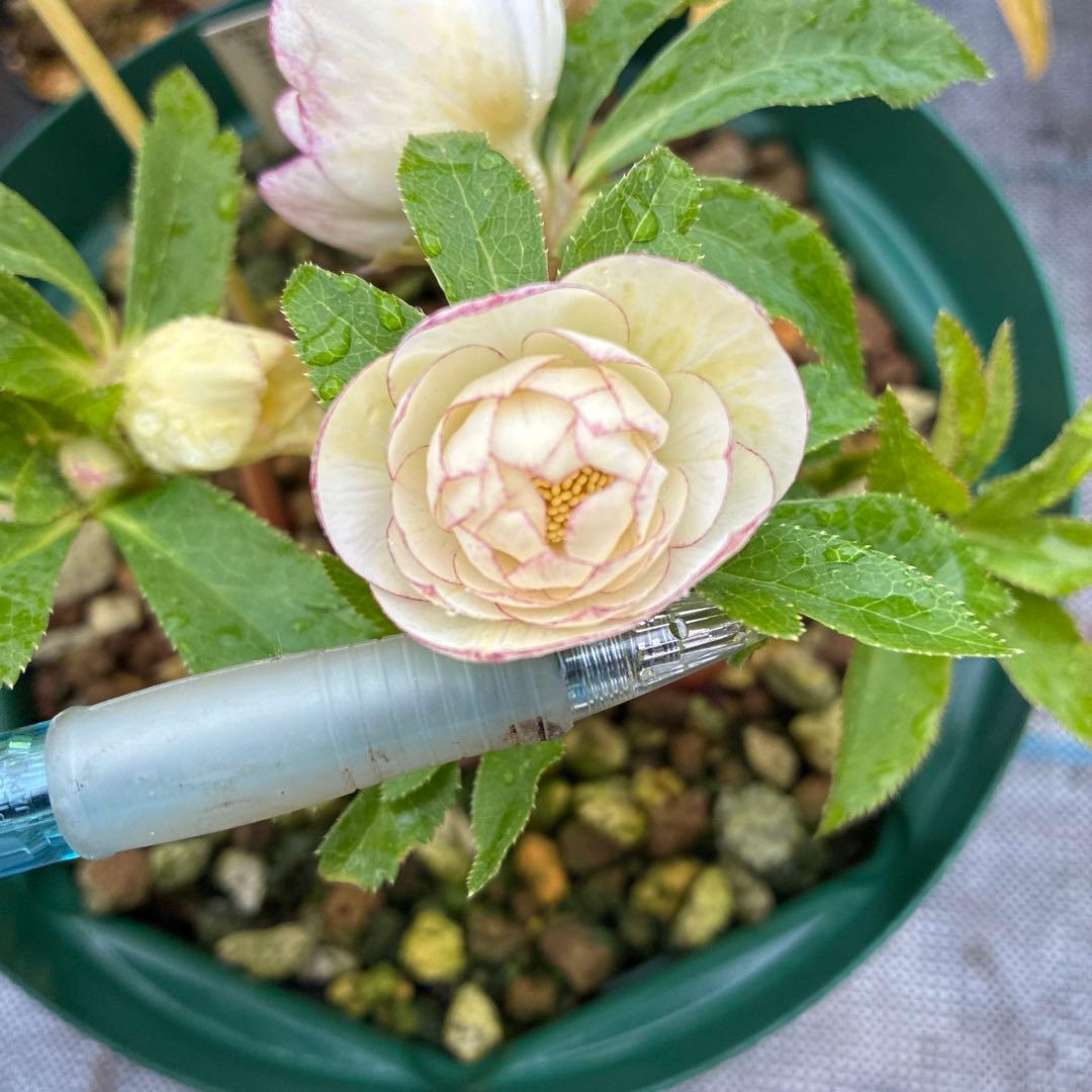 フラメンコママさん専用　2点