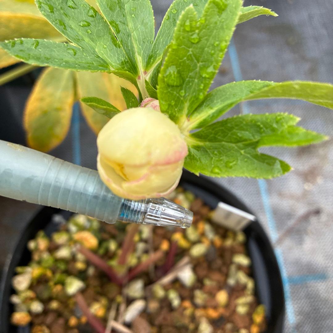 フラメンコママさん専用　2点