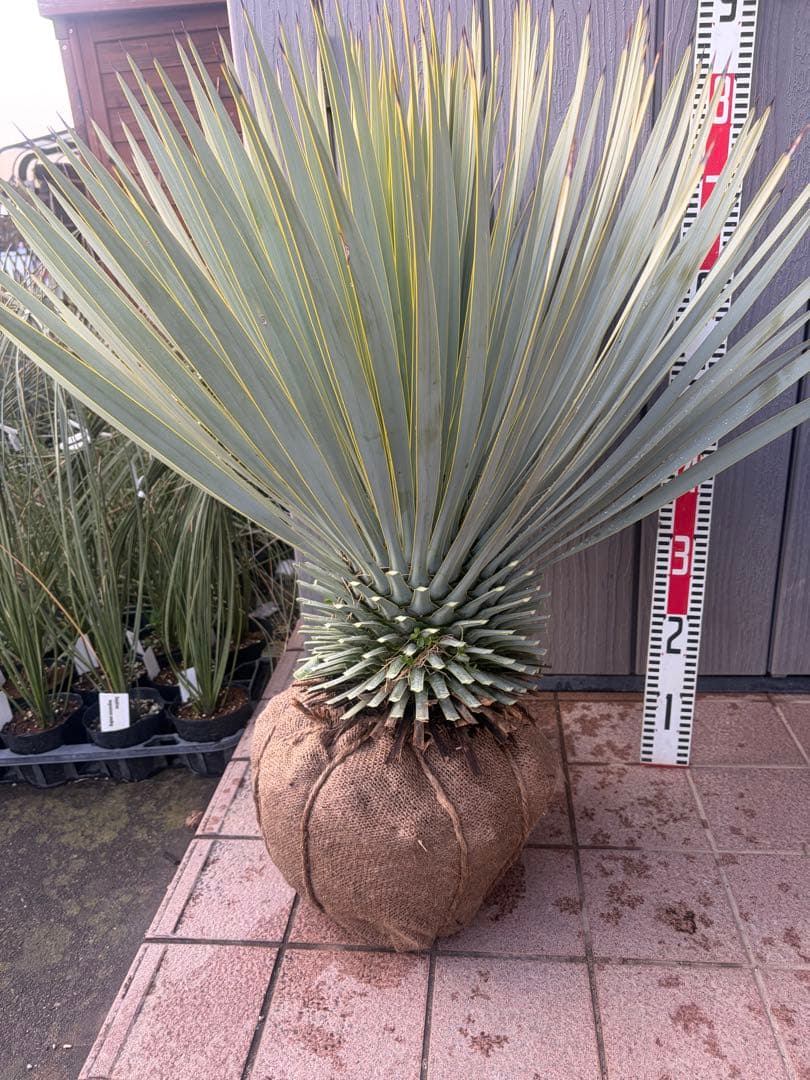 早いもの勝ち ユッカ ロストラータ 4 - メルカリ