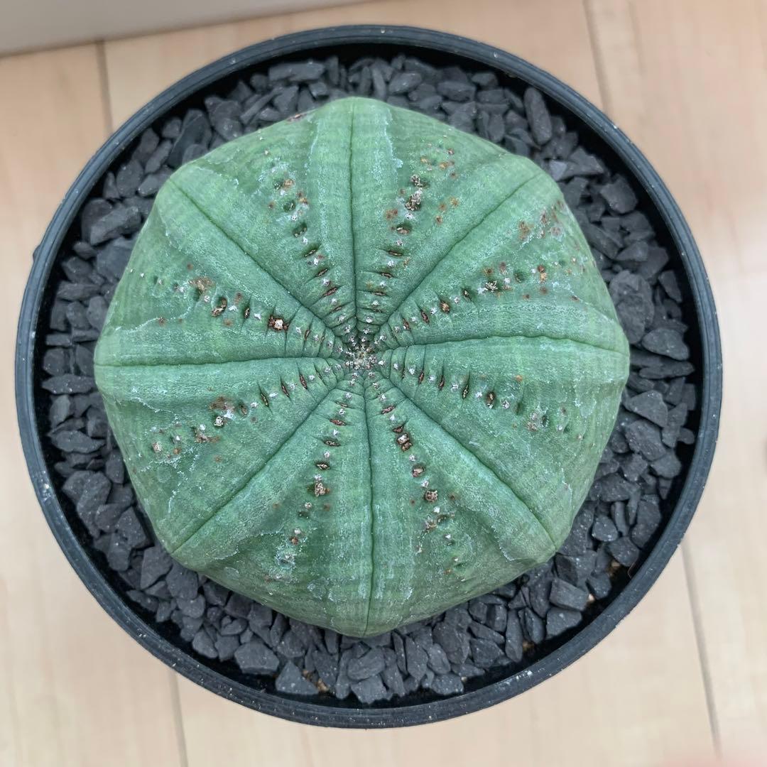 シンメトリカ 仔吹きタイプではない 7.5cm 3.5寸 超扁平お饅頭型