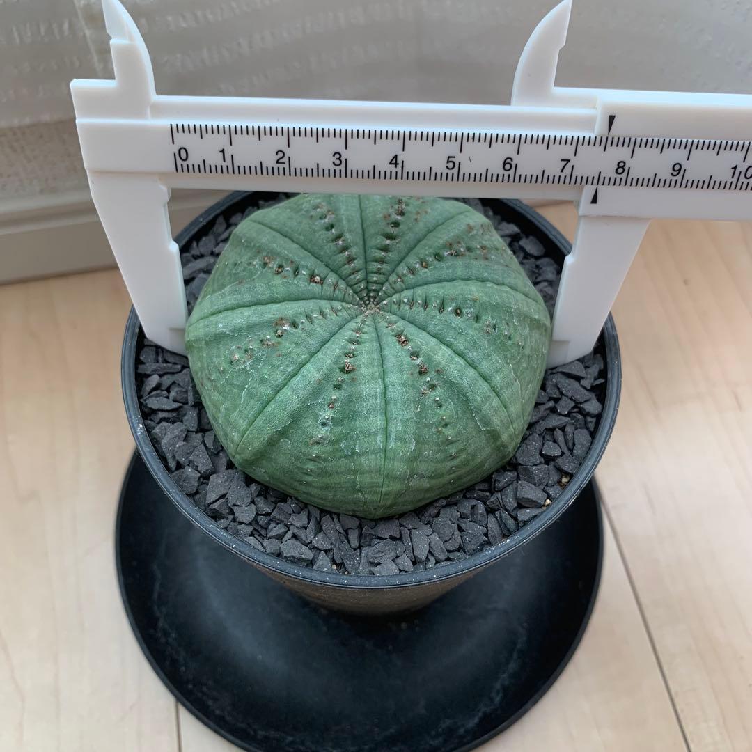 シンメトリカ 仔吹きタイプではない 7.5cm 3.5寸 超扁平お饅頭型