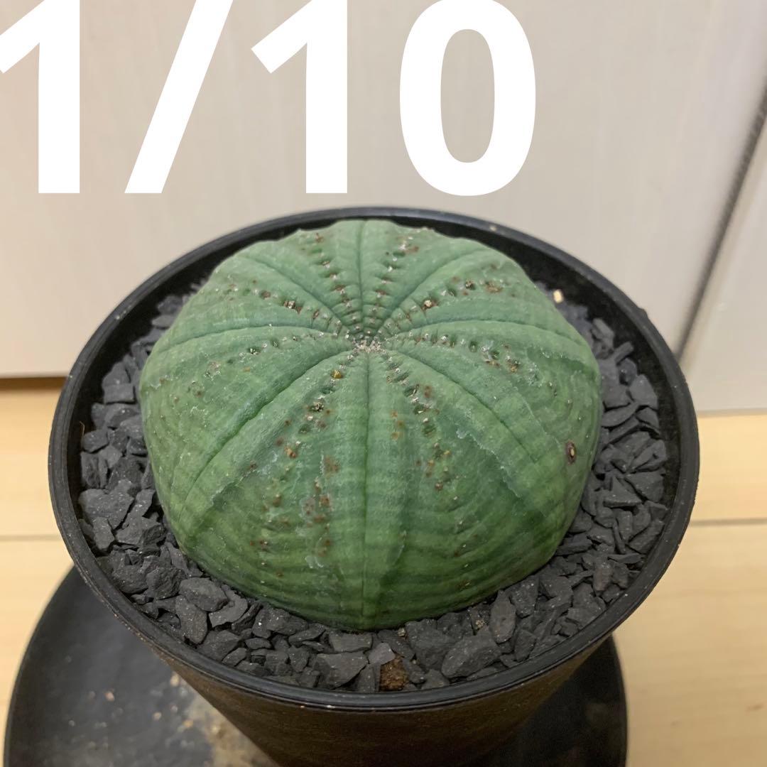 シンメトリカ 仔吹きタイプではない 7.5cm 3.5寸 超扁平お饅頭型