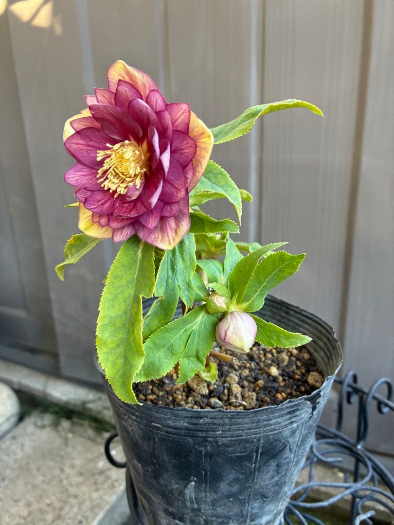 アオサ♡DDレッドゴールド白抜け　整形花