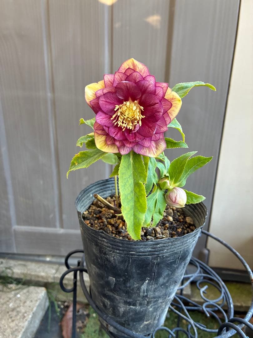 アオサ♡DDレッドゴールド白抜け　整形花