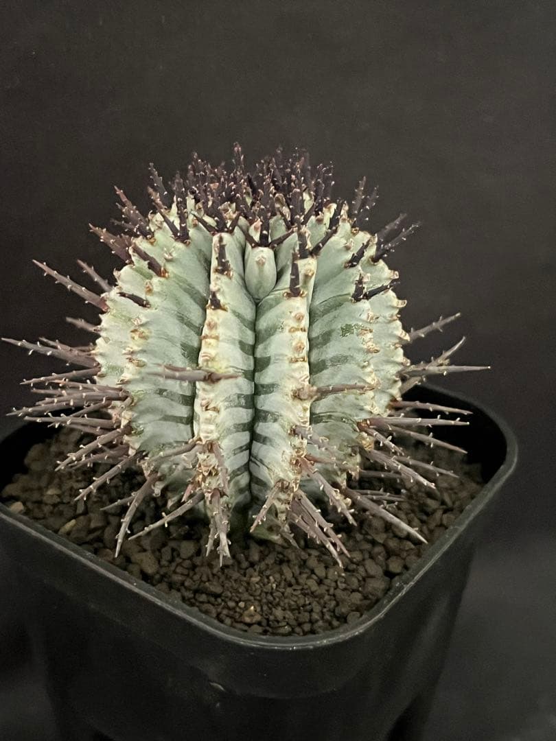 な*の様 ユーフォルビアホリダ 宇田ゼブラホリダ 純血統 特級ゼブラ班