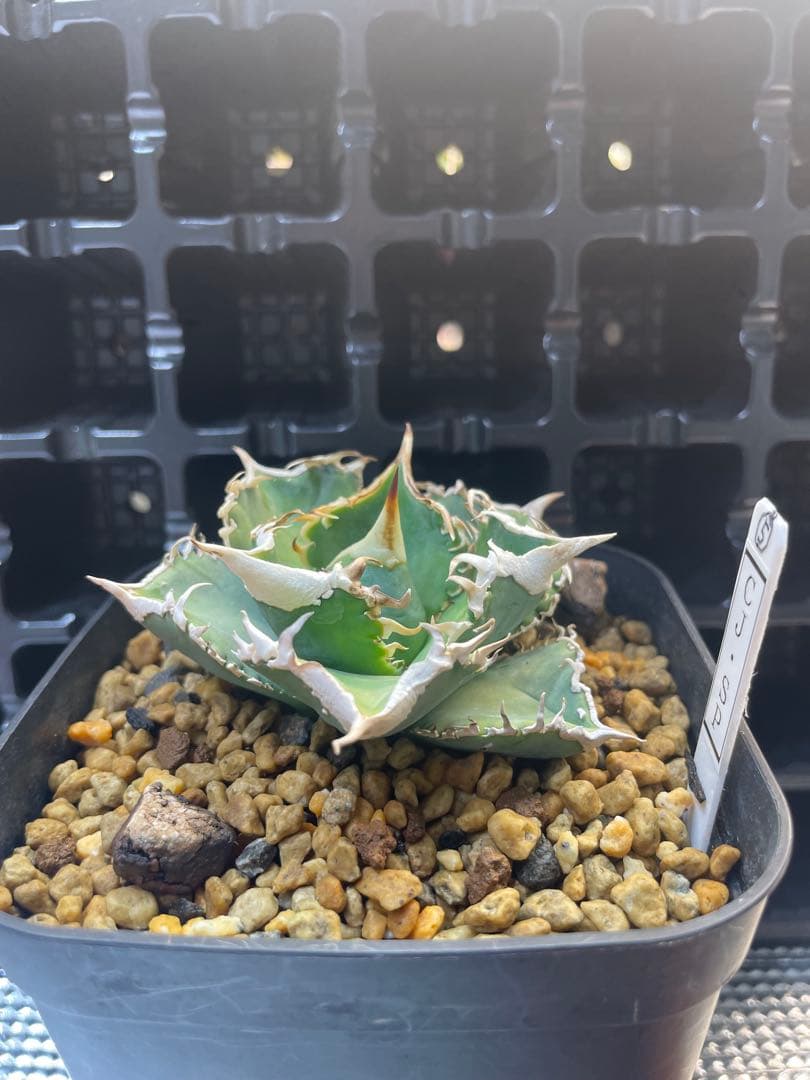 TAKENOKO SHOP様専用 アガベチタノタホオジロザメCJスペシャル ⑤