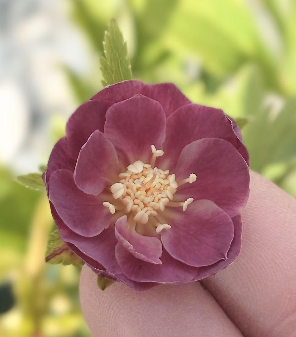 K*i様 クリスマスローズ株分け クリスマスローズの株分けが驚くほど簡単に｜初心者向け、失敗しない