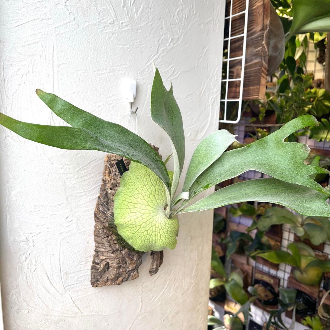 ビカクシダ ペドロタツタ コルク付け - メルカリ