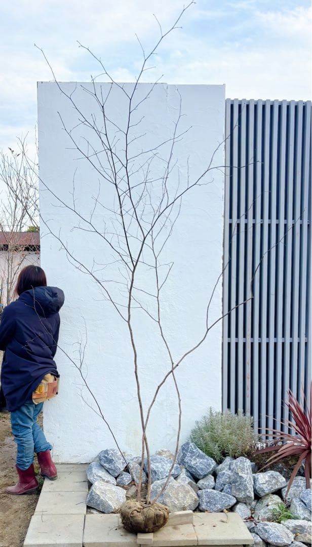 美形。山採りクロモジ2.6M(鉢底から)品番D