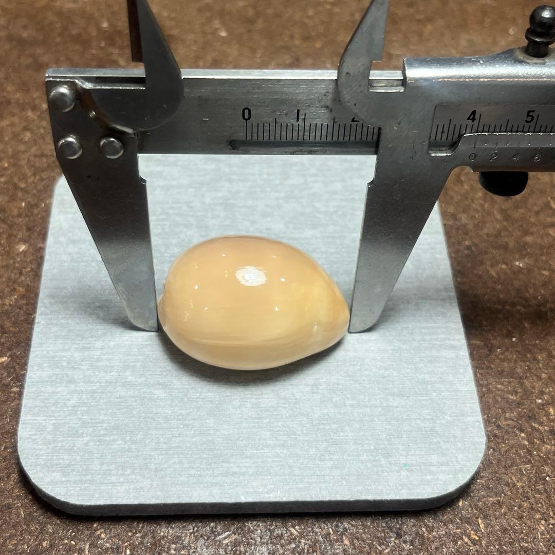 す*か様 激レア　高額　美品　東シナ海　クロハラダカラ