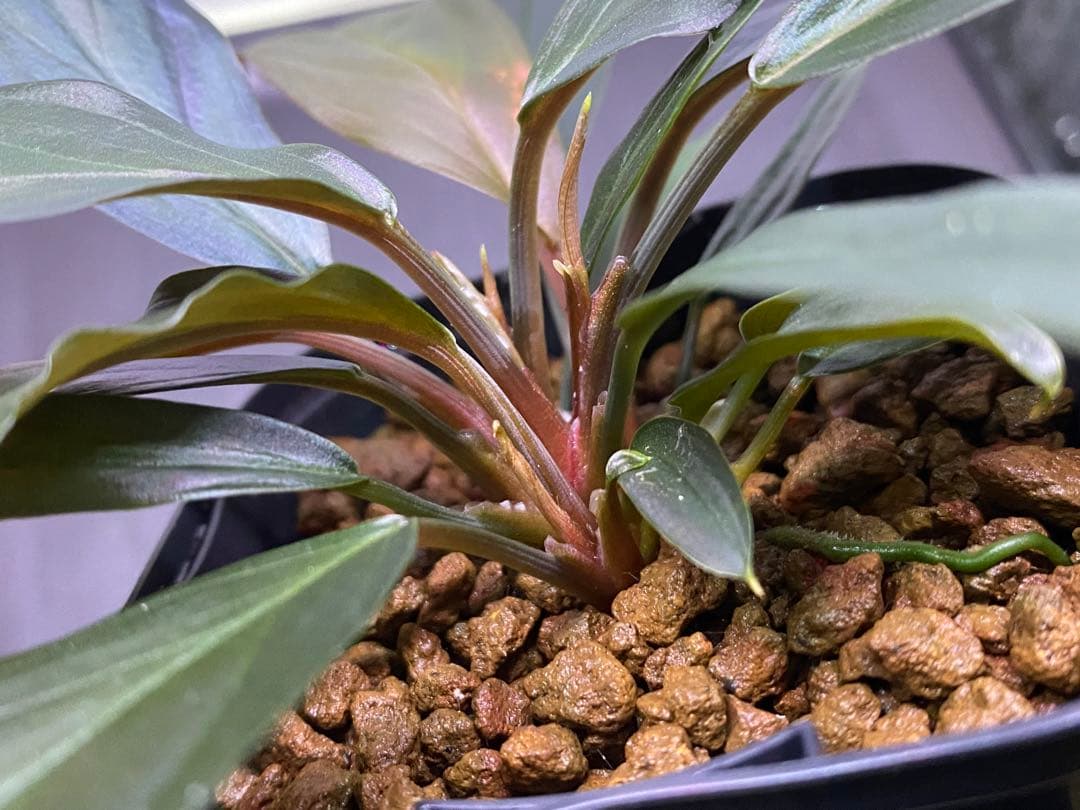 ホマロメナ / Homalomena sp. “濡烏” ネームド株 3株あり