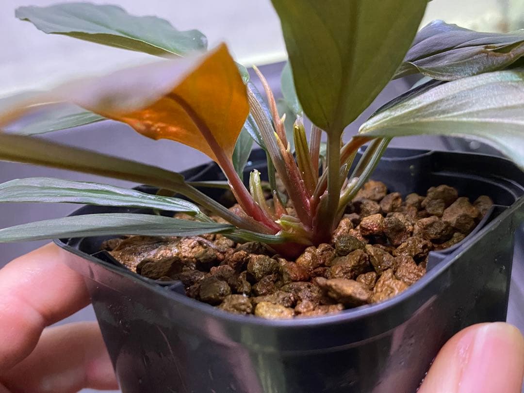 ホマロメナ / Homalomena sp. “濡烏” ネームド株 3株あり