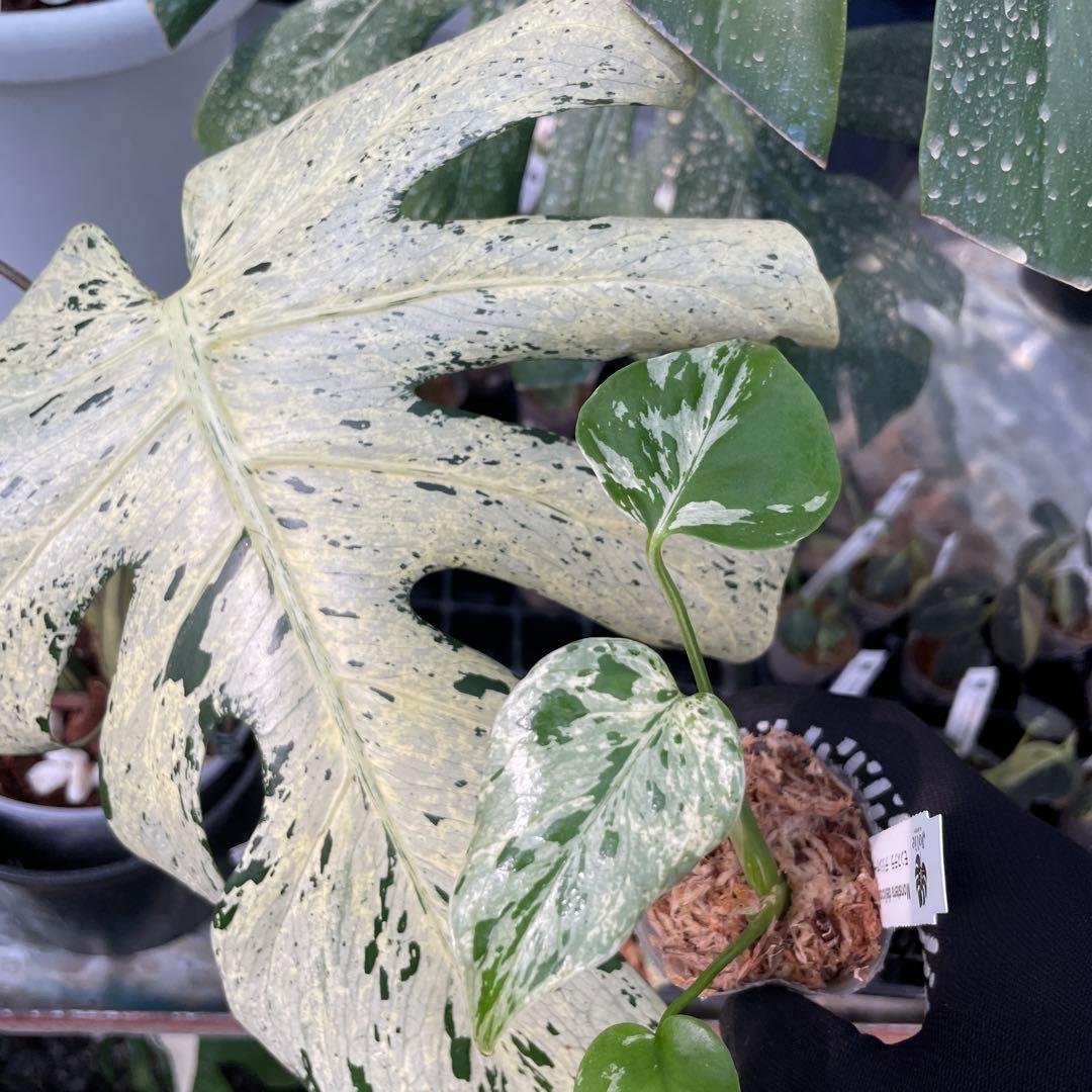 6モンステラ デリシオーサ ベトシオーサ 2寸ポリポット ネコポス発送