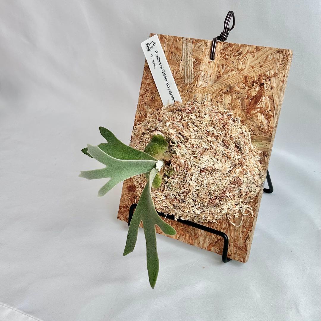 P. wilinckii Golden Boy spore【50】 - メルカリ