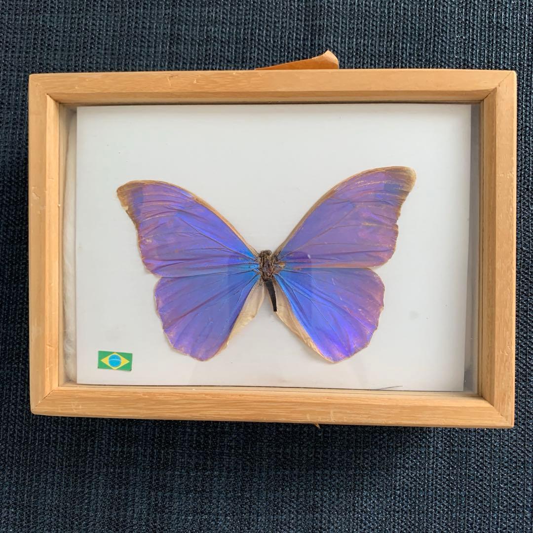 モルフォ蝶 標本 ブラジル産 木製フレーム送料込み - メルカリ